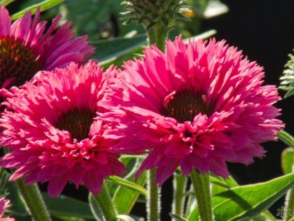 Echinacea Doppelte Rose