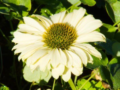 Echinacea Double Yellow