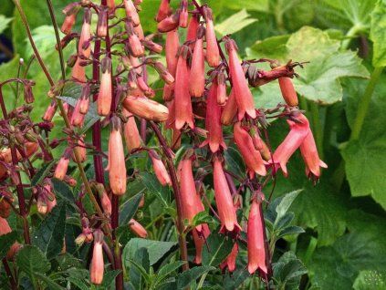 Phygelius rectus 'Candy Drops Tangerine'2