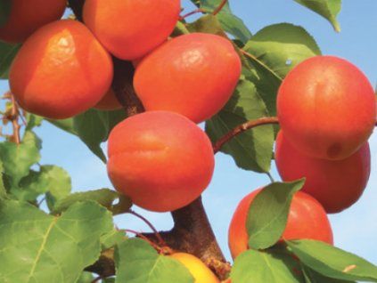 132916 merunka playacot