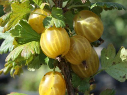 132925 angrest helios