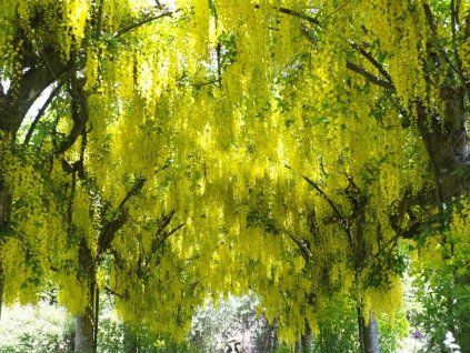 132931 stedrenec watereruv