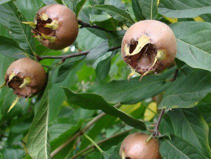 133027 mispule holandska obri