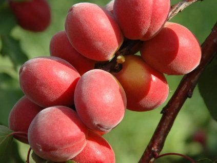 133033 merunka sunrosso