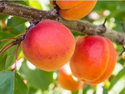 133036 merunka larclyd