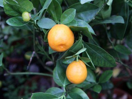 Citrus 'Boata' (Balení kontejner C2)