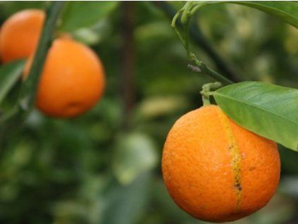 Mandarinka 'Fedele' (Balení kontejner C2)