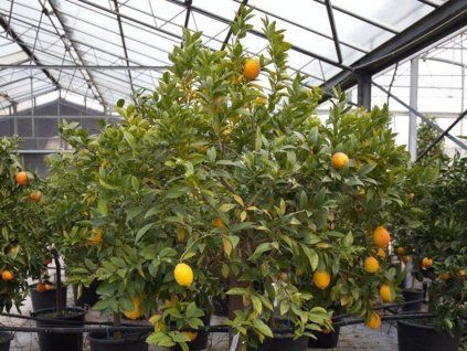 133165 1 cedrat ricco rosso