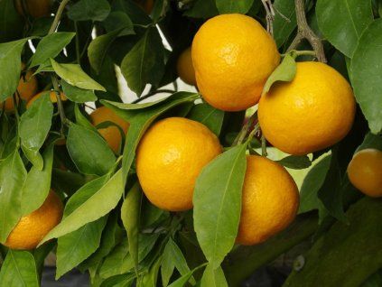 Mandarinka 'Primosole' (Balení kontejner C2)