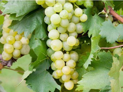 133483 reva vinna brestovitsa