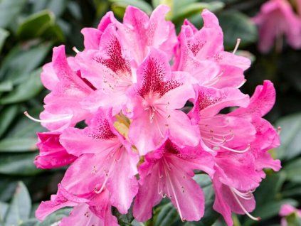 Rododendron 'Cosmopolitan' (Balení kontejner C2)