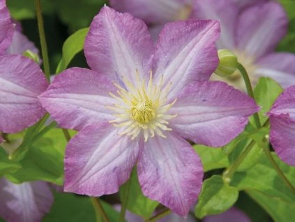 133522 plamenek polka