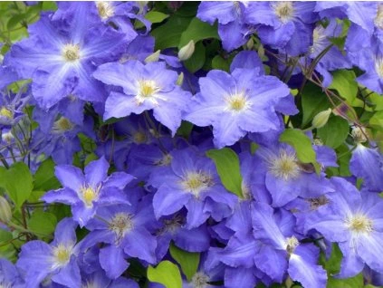 133552 plamenek stefan franczak