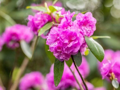 Rododendron daurský 'April Rose' (Balení kontejner C2)