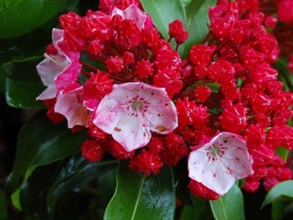 Mamota, kalmie 'Firecracker' (Balení kontejner p9)