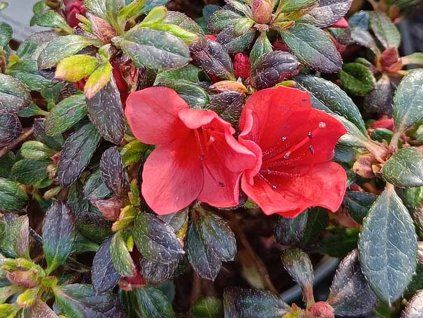 133621 japonska azalka sandy s fire