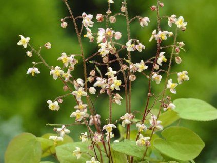 133794 skornice pyrita