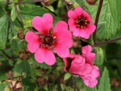 133851 mochna ron mcbeath potentilla nepalensis ron mcbeath