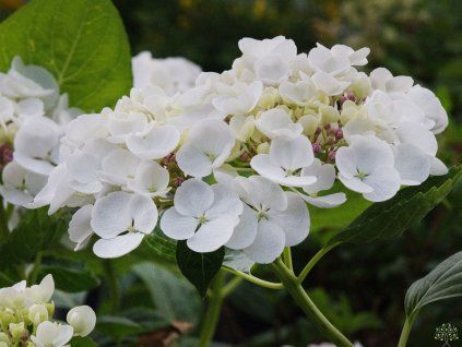 Hydrangea macrophylla Hovaria Holibel (1)