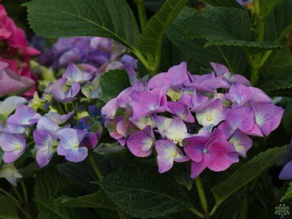 Hydrangea macrophylla Mata Hari