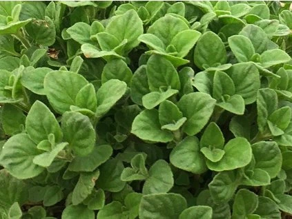 hat mich nicht gestreichelt