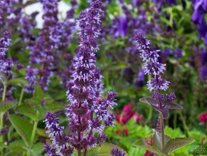 Salvia veticillata 'Hannay's Blue' (2)