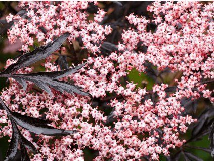 35928 bez cerny black lace