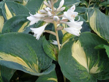 36249 bohyska great expectation hosta great expectation