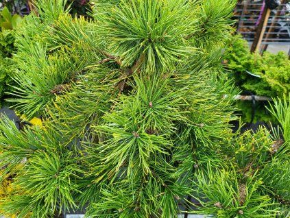 Pinus mugo 'Corley's Mat' (2)