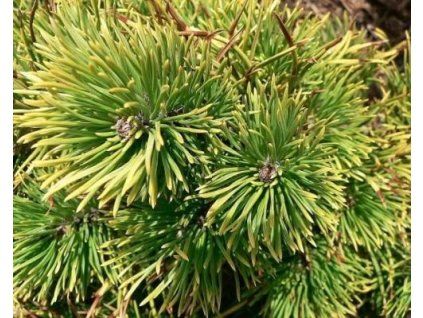 Kiefernkugel (Verpackter Behälter)