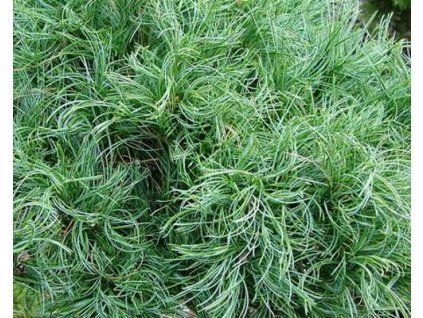 36843 1 Pinus strobus Tiny Kurls