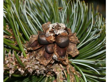 36846 1 Pinus pinus