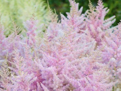 arendsii Hyazinthe 2