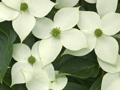 Chinesisches Mädchen