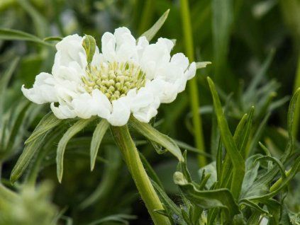 Scabiosa Perfecta Alba
