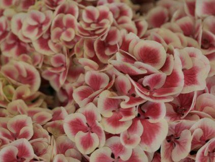 Hydrangea macrophylla Sensation 75 syn Harlequin