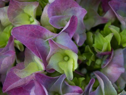 Hydrangea Early Blue (1)