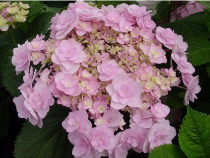 DU UND ICH FÜR IMMER