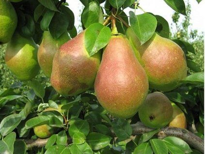 41016 hrusen elektra