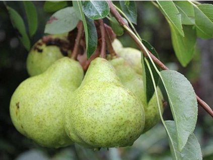 41133 hrusen packhams triumph