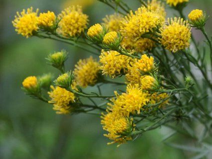 Linalapis astras 4aadeda1a90f45d391b63630a6033fad