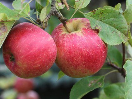 42213 jablon astramel