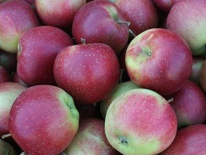 42381 2 jablon elise