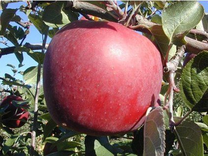 42396 jablon enterprise