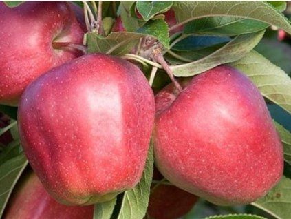 42495 1 jablon gloster