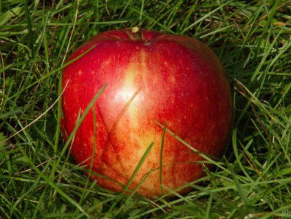 42630 jablon james grieve