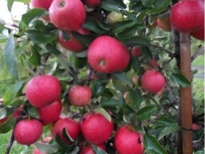 42642 jablon jonagold decosta