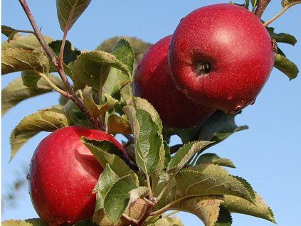 42666 jablon jonaprince