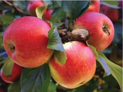 42669 jablon jonathan