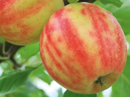 42714 jablon karneval